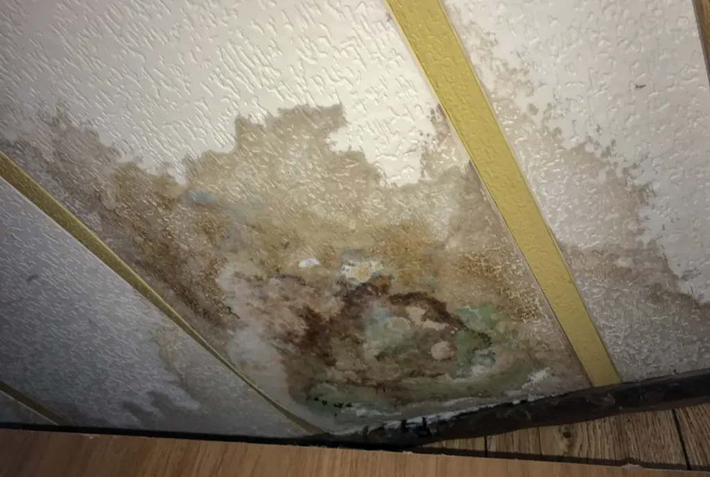 How to Remove Mold Use These 7 Useful Strategies