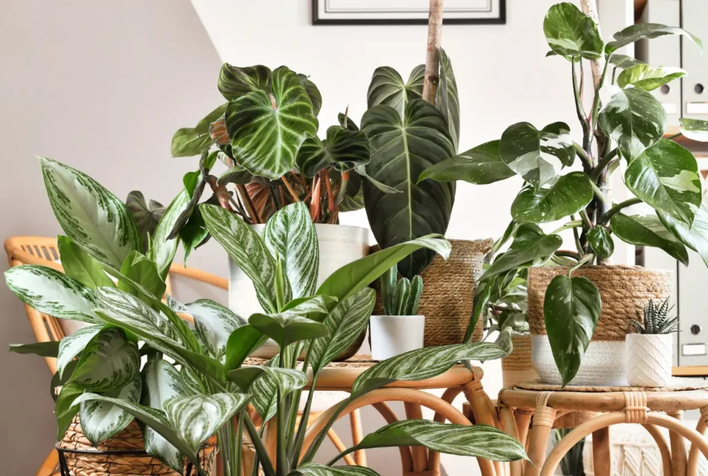 Create an Indoor Oasis with Houseplants